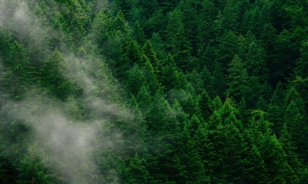 Több billió fa ültetése menthetné meg a Földet