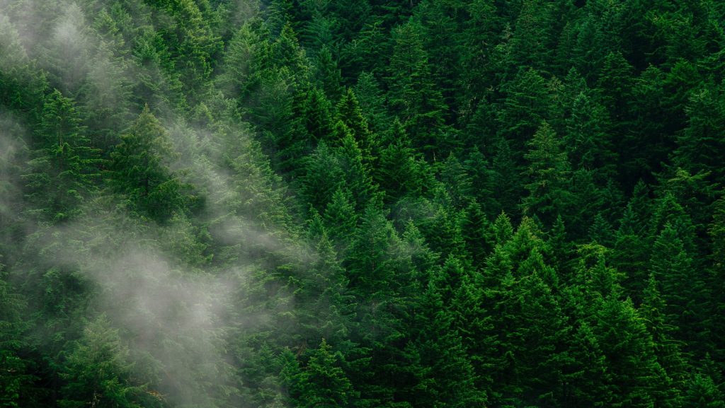Több billió fa ültetése menthetné meg a Földet