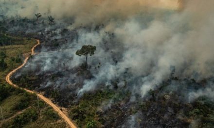 Заклик Папи до молитви за приборкання лісових пожеж в Амазонії