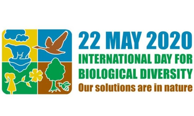 Папа: Знищені нами види вже не прославлятимуть Бога