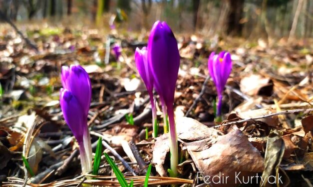 ПЕРВОЦВІТИ – ПРОВІСНИКИ ВЕСНИ
