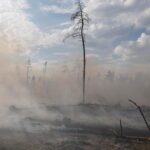 Вплив війни на довкілля в центрі уваги Дня молитви за створіння